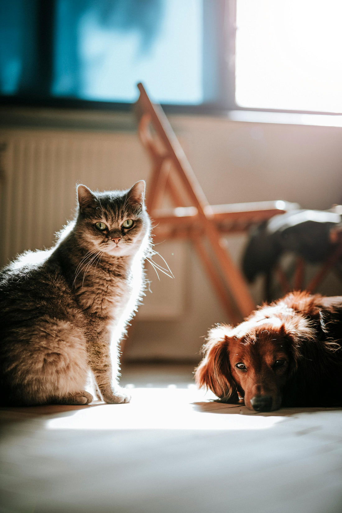 When Science Meets the Pet Bed: The Case for PEMF and Infrared Therapy for Senior Dogs and Cats